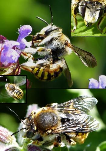 Anthidium manicatum